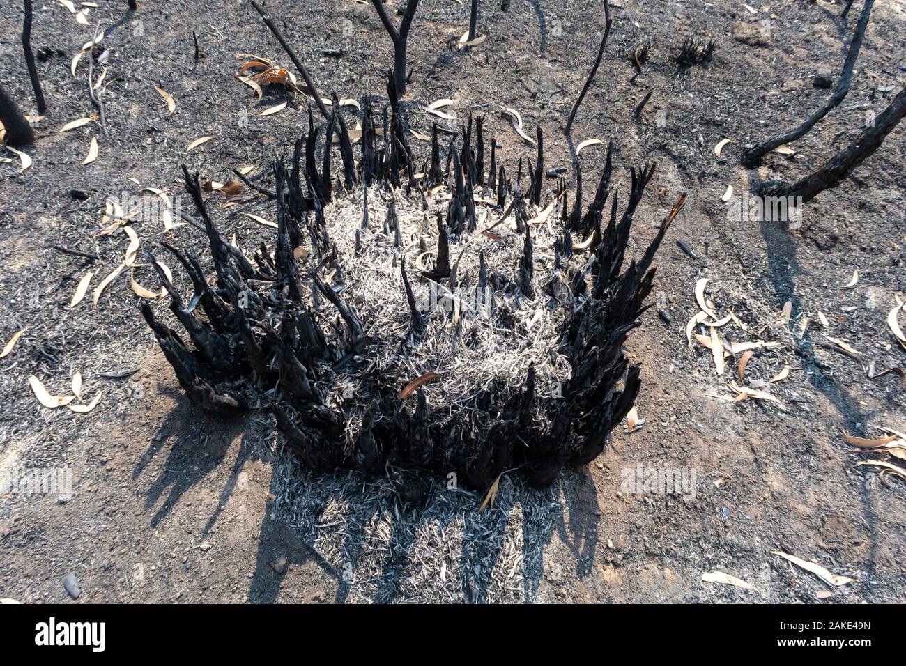 Ein Baum in der buschfeuer in den Blue Mountains in Australien verbrannt Stockfoto