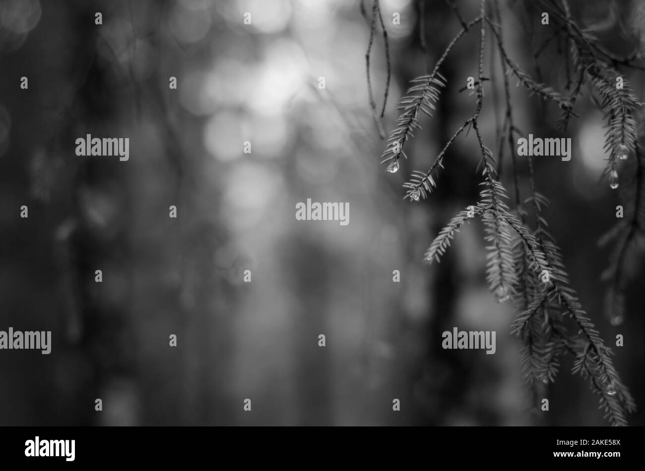 Schwarz-weiß Bild von schönen Regen fällt auf pine Blätter Stockfoto