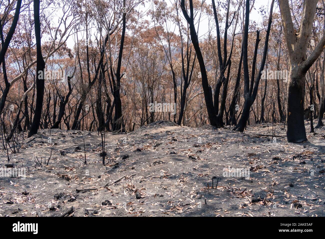 Gum Trees in der buschfeuer in den Blue Mountains in Australien verbrannt Stockfoto