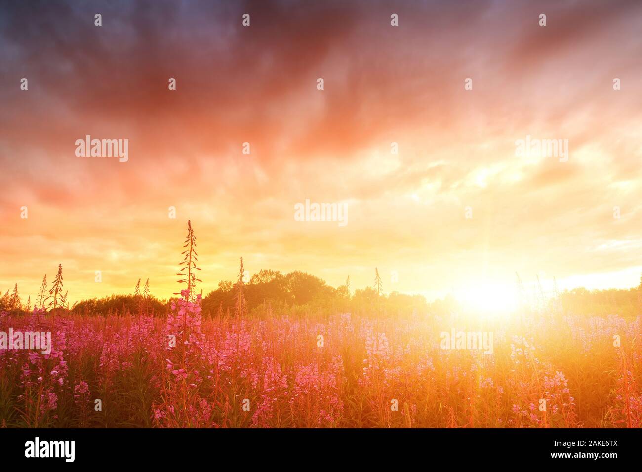 Rosa Ivan - Tee oder Epilobium Kräutertee auf Sonnenuntergang Feld, Nahaufnahme. Blumen von Rosebay Weidenröschen Im Sonnenuntergang Stockfoto