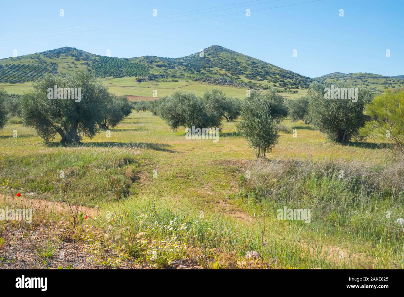 Olivenhaine. Fuente el Fresno, Ciudad Real Provinz, Castilla La Mancha, Spanien. Stockfoto