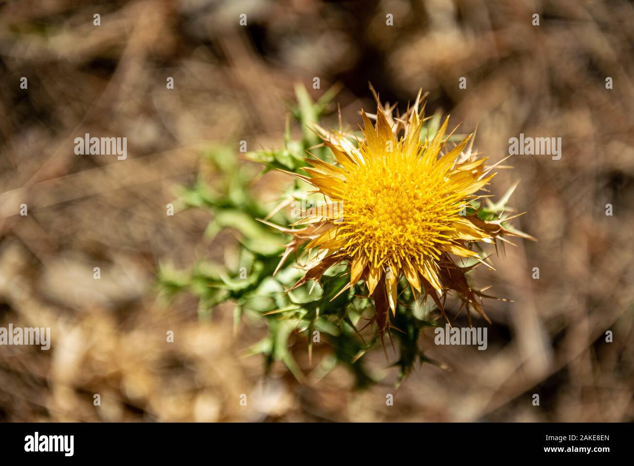 Eine einzige gelbe Dornblume in einem Wald in Marbella, Spanien Stockfoto