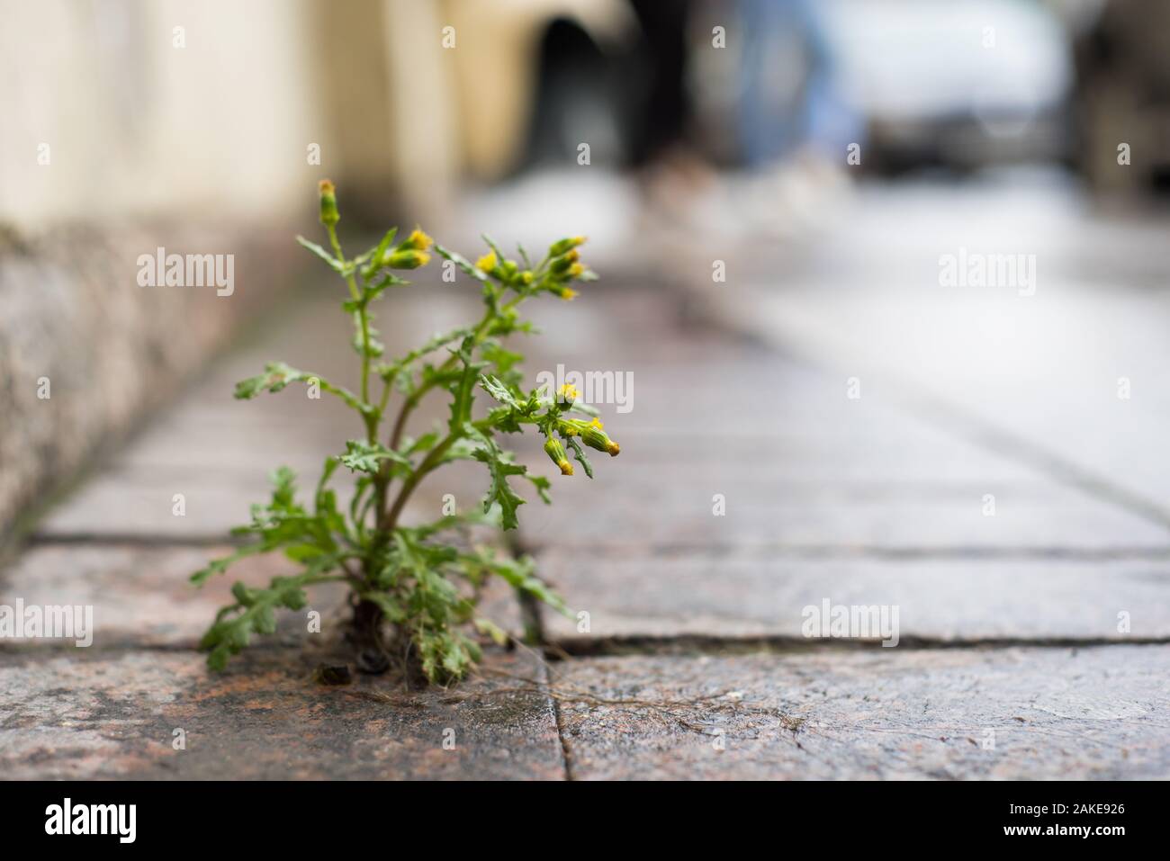 Die Anlage, die gelben Löwenzahn wächst durch den Riss im Beton, Asphalt Stockfoto