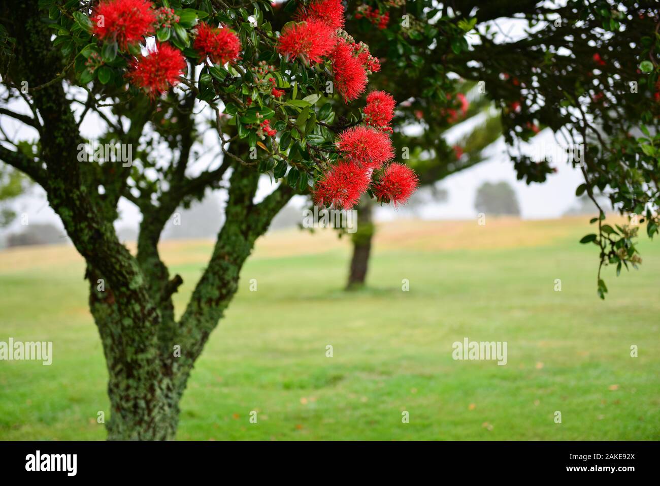 Pohutukawa Blumen mit Regentropfen im Nebel Stockfoto