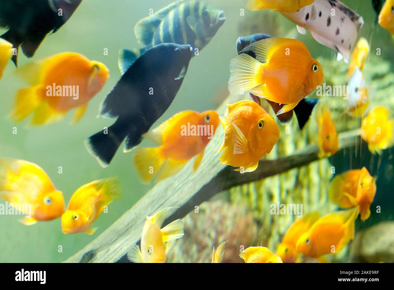 tropische Fische treffen sich im blauen Meer Wasser Korallenriffaquarium. Unterwasserparadies Stockfoto