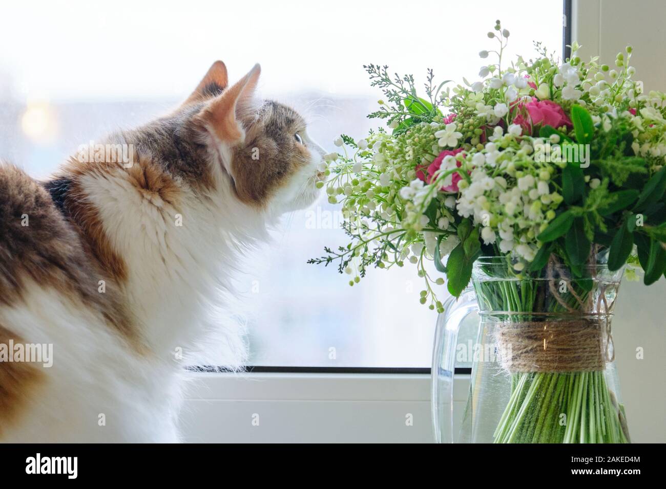 Nach tricolor Katze sitzend auf Fensterbank mit Blumenstrauß von Frühlingsblumen Stockfoto