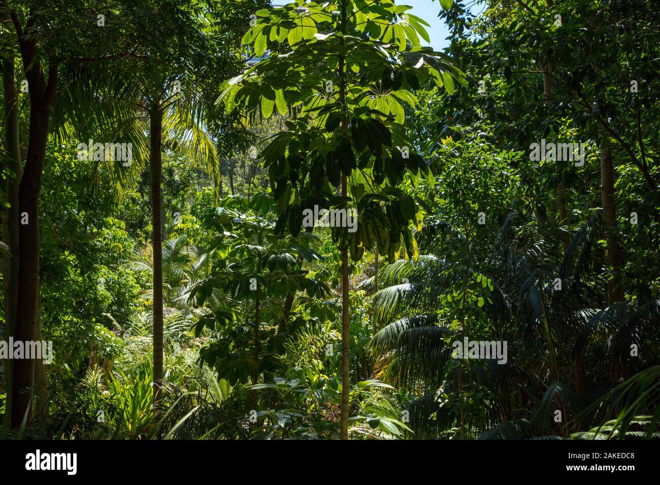 Tropischer Wald mit üppigen und dichten Grünpflanzen und Bäumen im Zoo von Perth, Western Australia, Anfang Januar 2020 Stockfoto