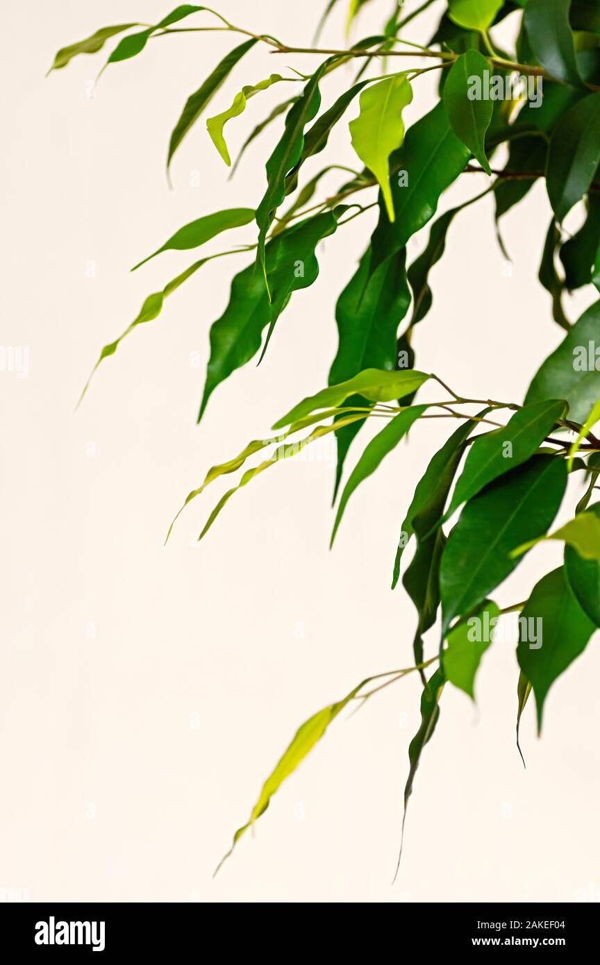 Ficus Benjamin (Benjamin Abb.) Blätter auf einem weißen Hintergrund. Makro vertikale crop, selektive konzentrieren. Close Up. Stockfoto