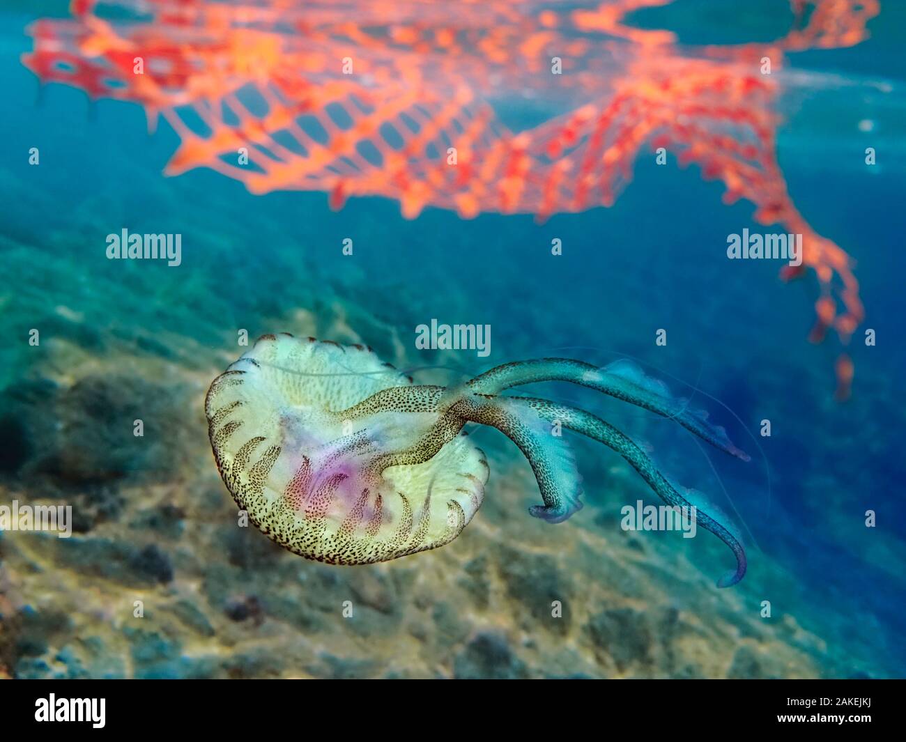 Mauve Stinger Quallen (Pelagia noctiluca) schwimmen Vergangenheit Kunststoff net verworfen. Mediterrane meer, September. Stockfoto