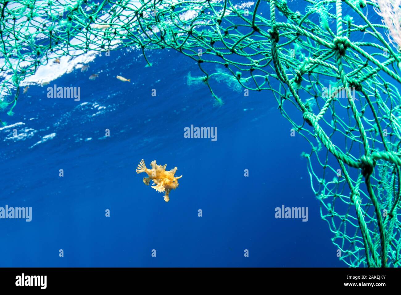 Sargassum Fisch (Histrio histrio) Schwimmen mit verworfen Fischernetz, Dominica. Stockfoto