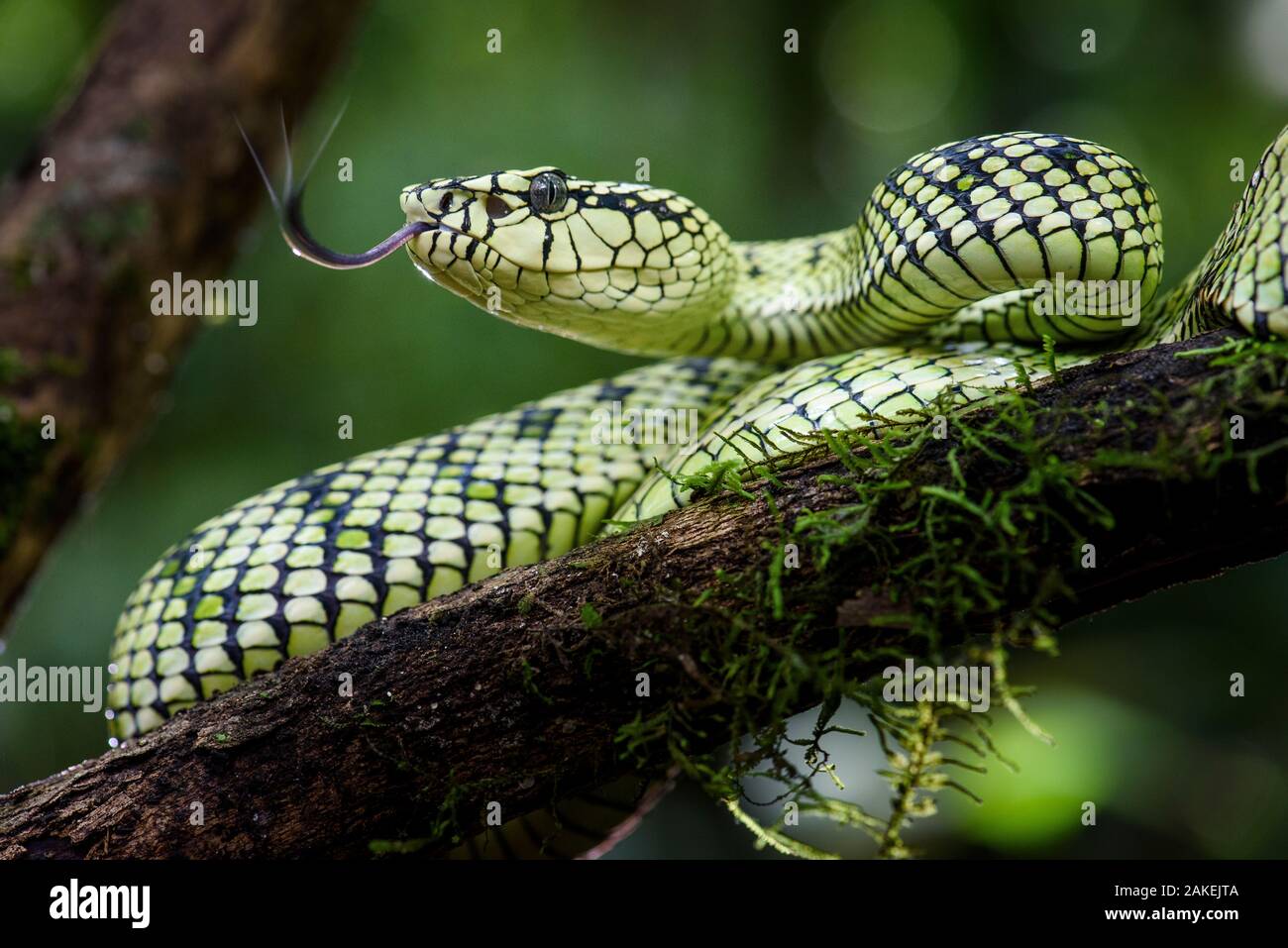 Sumatra Bambusotter (Ein älterer Name sumatranus) weiblichen im Regenwald Unterwuchs. Danum Valley, Sabah, Borneo. Stockfoto