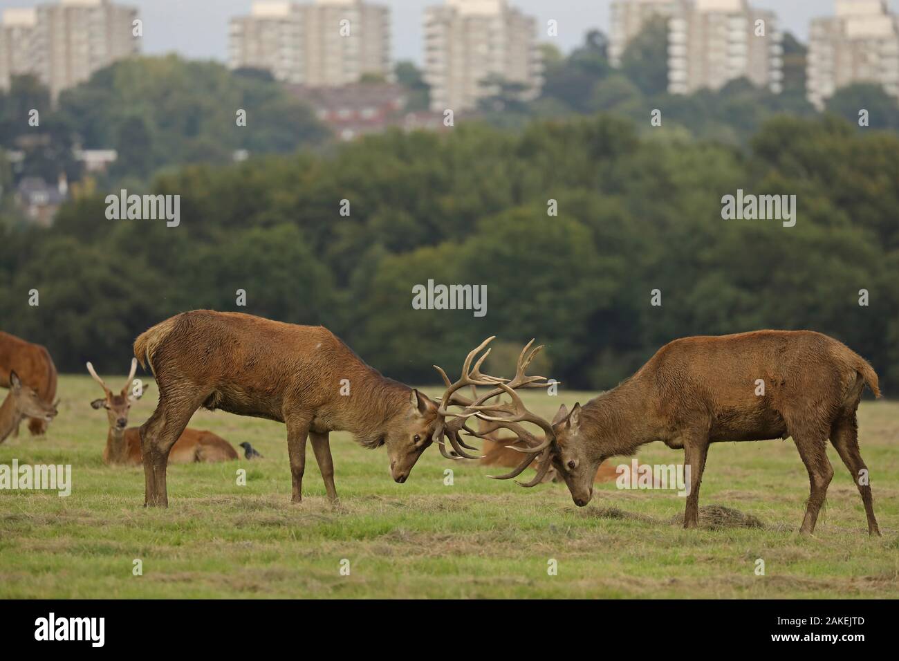 Red Deer (Cervus elaphus) Hirsche während der Brunft kämpfen, Richmond Park, London, England, September. Stockfoto