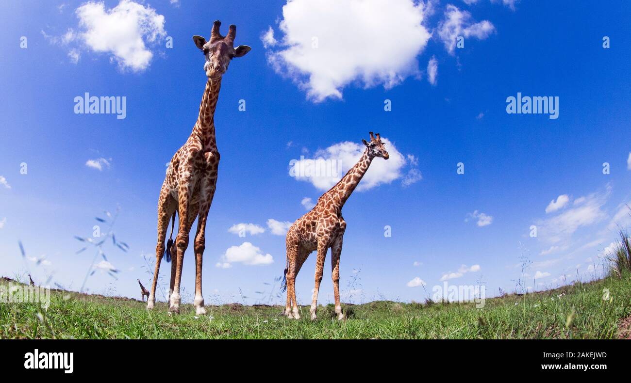 Maasai Giraffe (Giraffa Camelopardalis tippelskirchi) und Kalb wandern - entfernte Kamera Perspektive. Masai Mara National Reserve, Kenia. Stockfoto