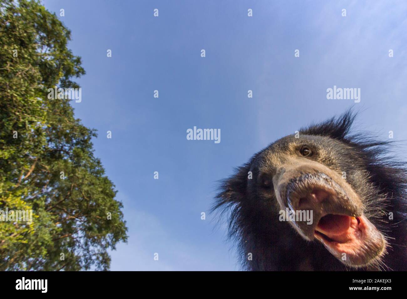 Faultiere (Melursus ursinus) ist niedrig, Winkel, Porträt, Daroiji tragen Heiligtum, Karnataka, Indien. Remote Bild der Kamera. Stockfoto