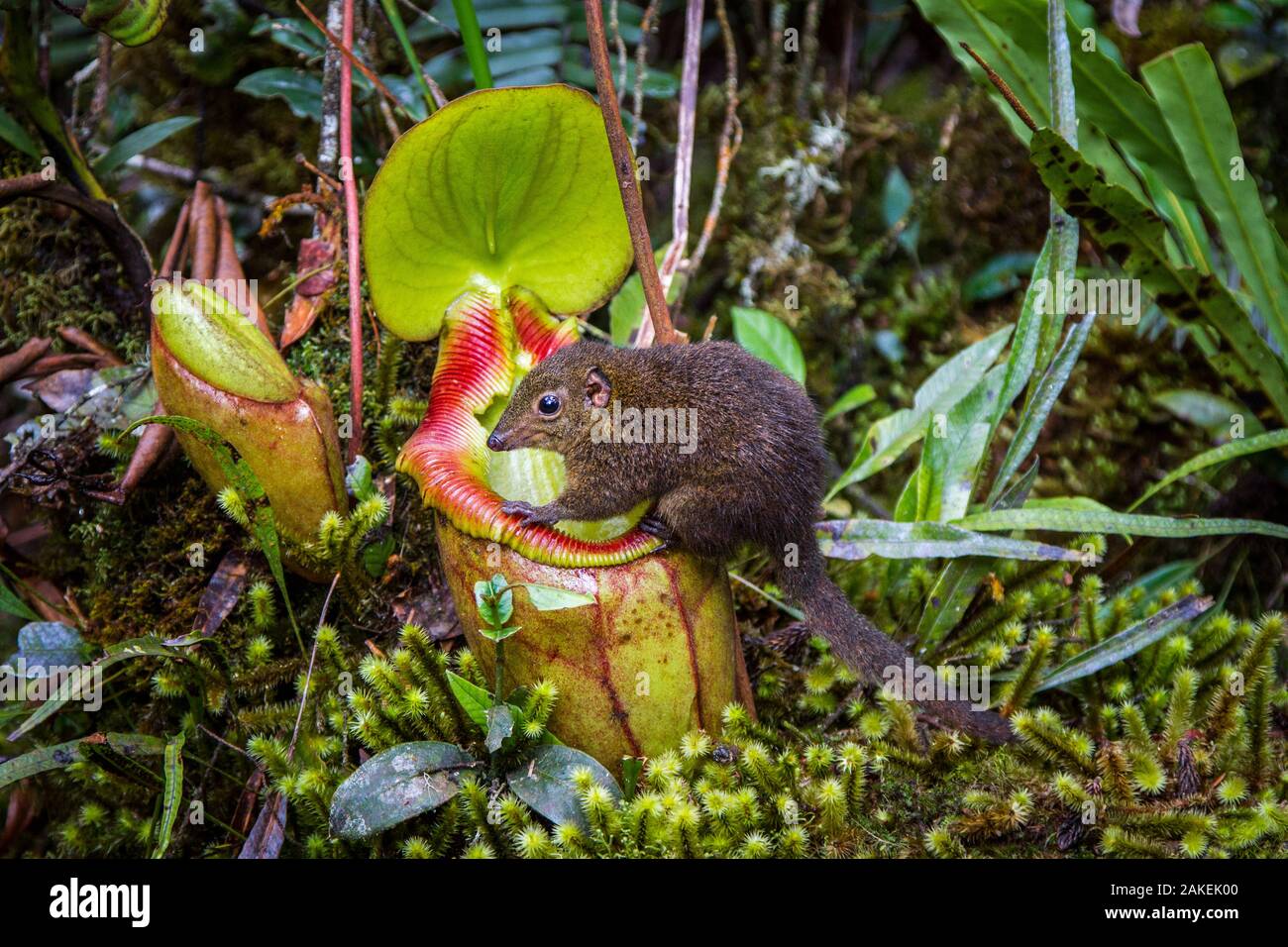 Berg baum Spitzmaus (Tupaia montana) ernähren sich von Nektar abgesondert von der endemischen Kannenpflanze (Nepenthes Kinabaluensis) montane Wälder (2200m-3000m), Hänge des Mount Kinabalu. Kinabalu Park, Sabah, Borneo, Malaysia Stockfoto