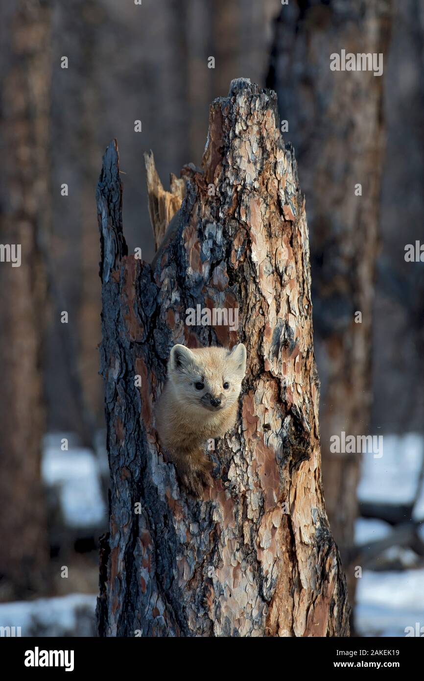 Sable (Martes Zibellina) Putoransky State Nature Reserve, Putorana Plateau, Sibirien, Russland Stockfoto
