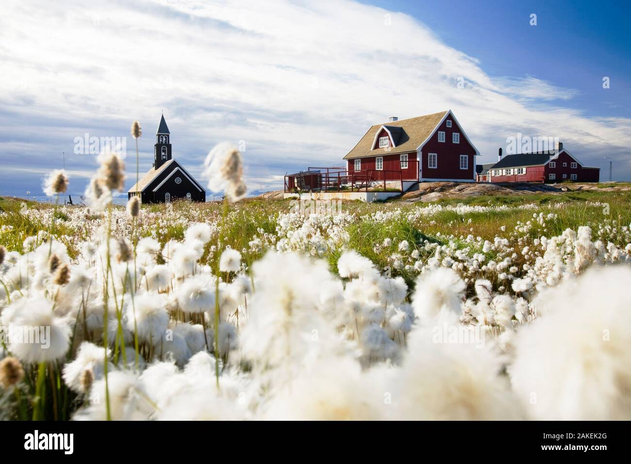 Eine Kirche in Ilulissat auf Grönland mit Wollgras im Vordergrund Stockfoto