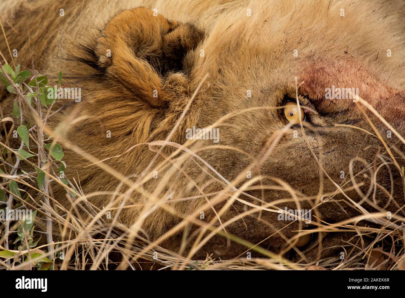 Afrikanischer Löwe (Panthera leo), Etosha National Park, Harare Provinz, Namibia. Stockfoto