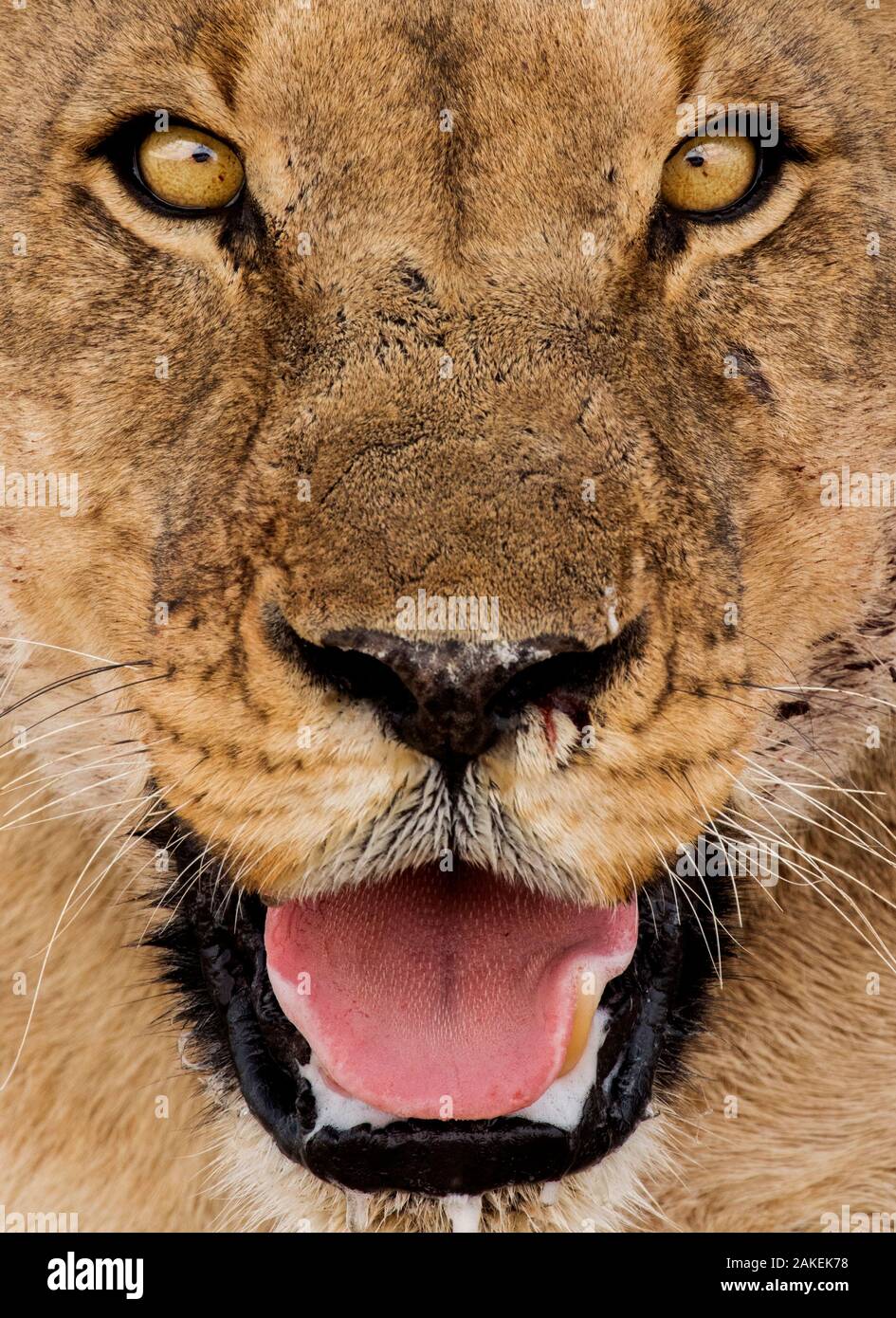 Afrikanische Löwen (Panthera leo) Gesicht Porträt, Etosha Nationalpark, Harare Provinz, Namibia. Stockfoto