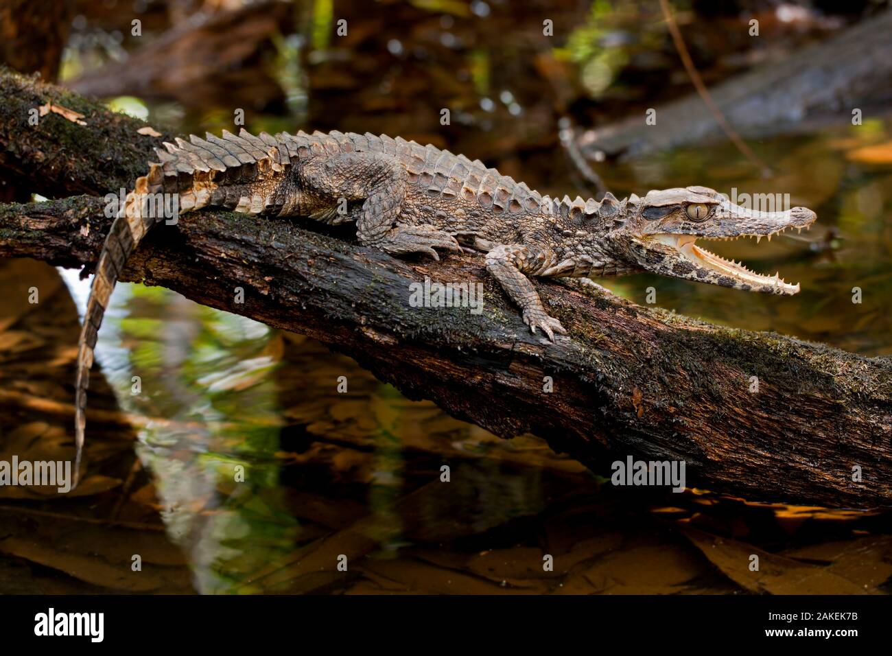 Der Glattstirnkaiman Paleosuchus Trigonatus Fotos Und Bildmaterial In 