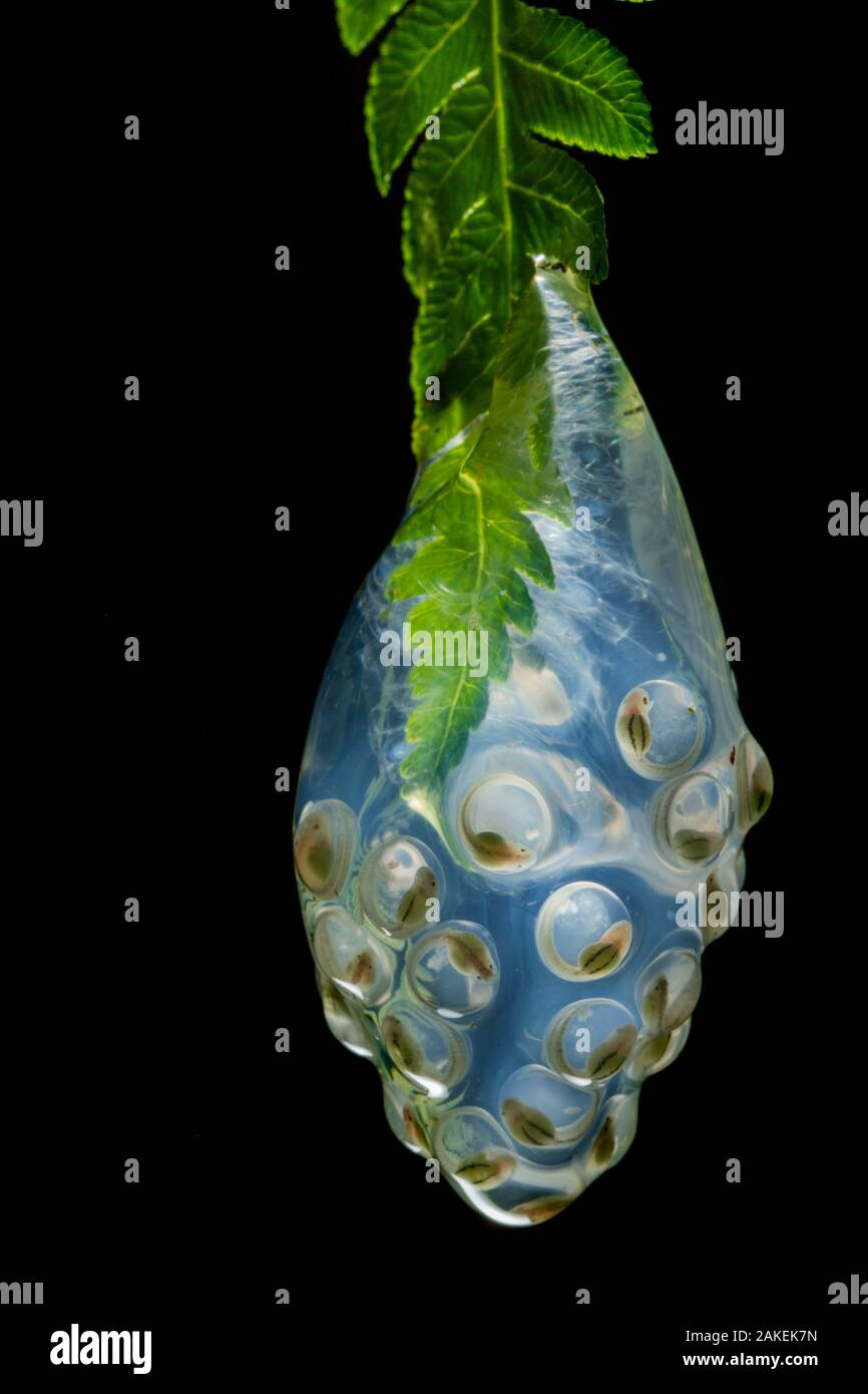 Las Gralarias Glassfrog (Nymphargus lasgralarias) spawn mit Kaulquappen