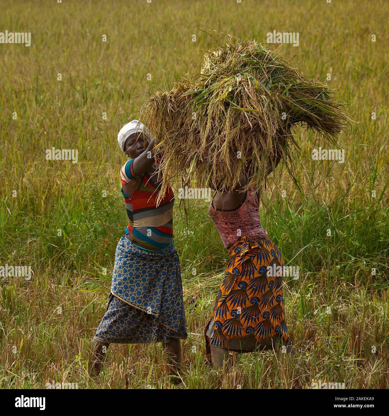 Frauen Ernte von Reis, Burkina Faso, Dezember 2017 Stockfoto