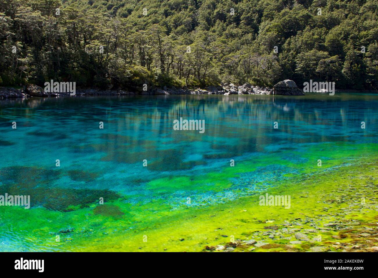 Rangimairewhenua oder blauen See, Nelson Lakes National Park, Südliche Alpen, Neuseeland, Februar 2013. Für die Süßwasser-Projekt fotografiert. Stockfoto