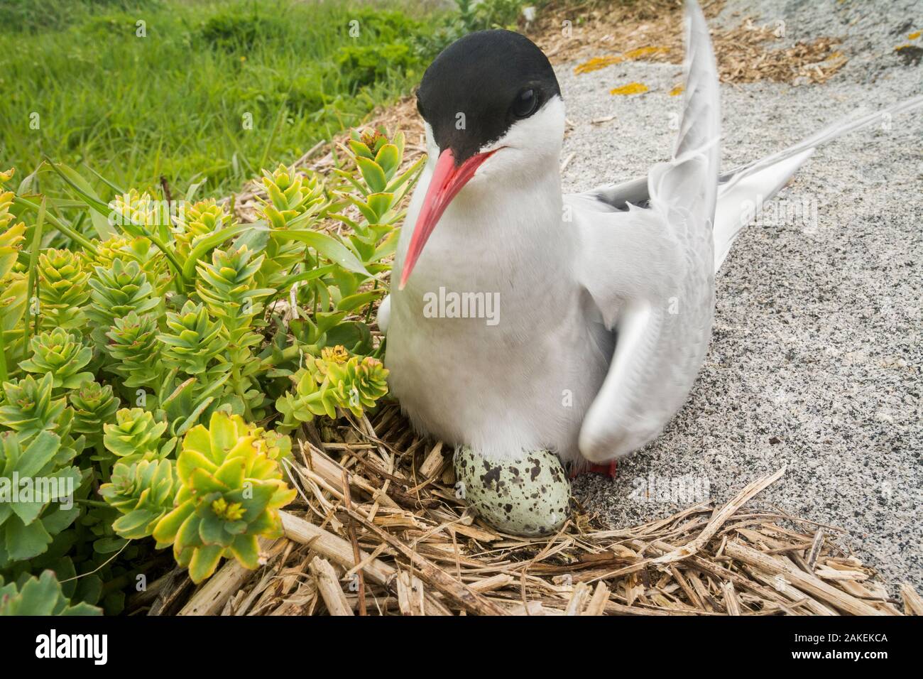 Küstenseeschwalbe (Sterna Paradisaea) sitzen auf Ei, Machias Seal Island, Bucht von Fundy, New Brunswick, Kanada, Mai. Stockfoto