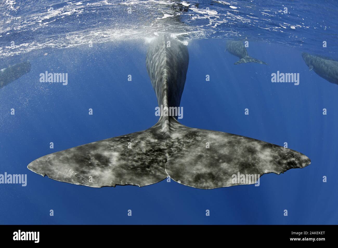 Pottwal (Physeter macrocephalus) Schwanz unter Wasser als Wal Oberflächen, Dominica, Karibik, Atlantik, gefährdete Arten. Stockfoto