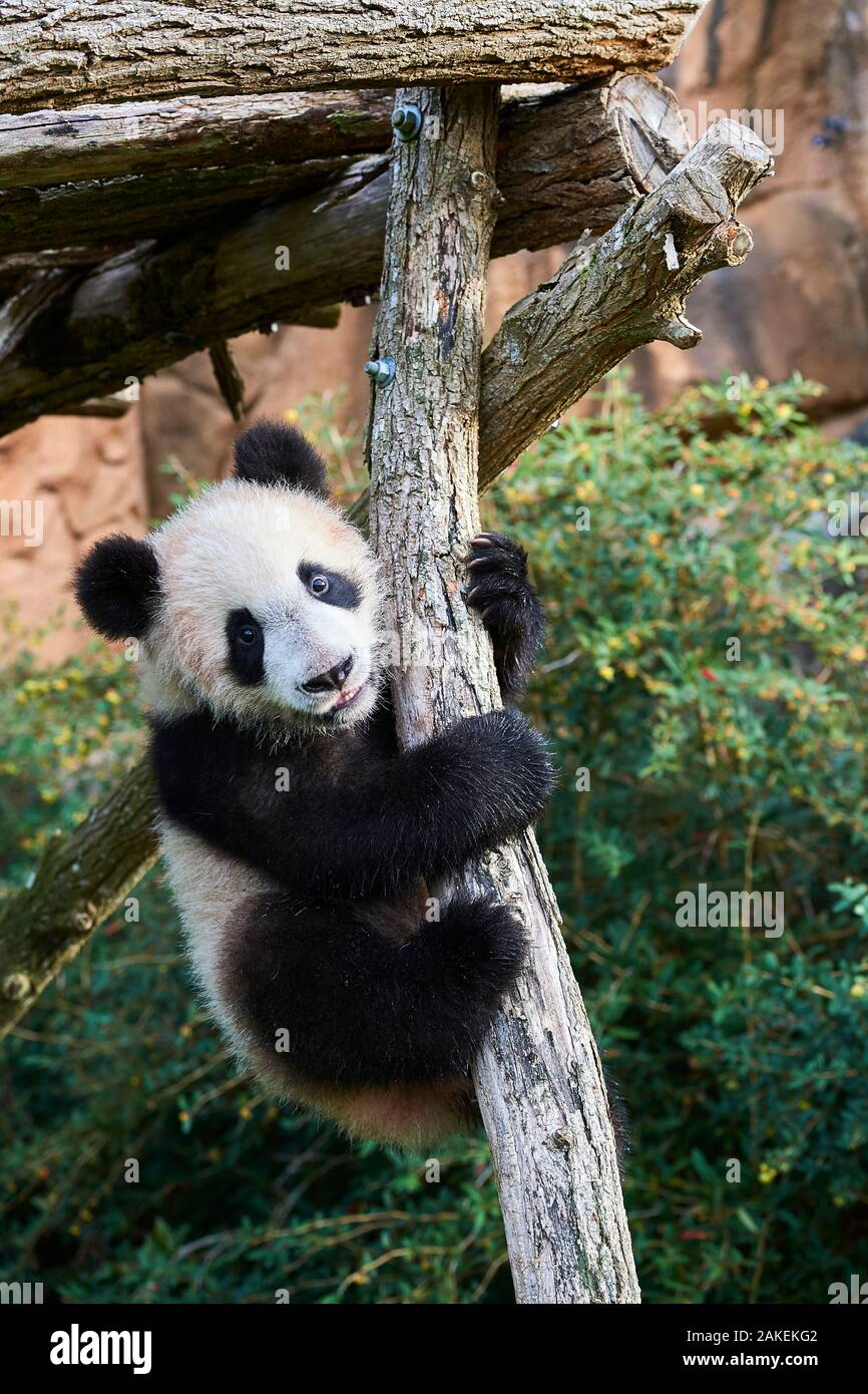 Panda Cub (Ailuropoda lalage) klettern. Yuan Meng, erste Panda selbst in Frankreich geboren, ist jetzt im Alter von 8 Monaten. Und mag sehr viel in Bäume zu bleiben, Beauval Zoo, Frankreich Stockfoto
