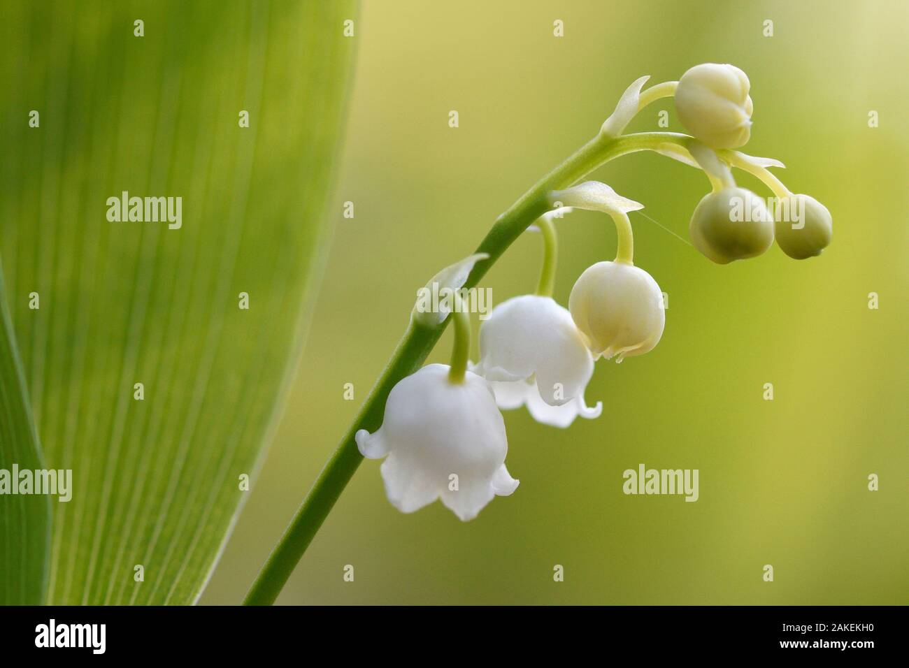 Maiglöckchen (Convallaria majalis) Vosges, Frankreich, April. Stockfoto