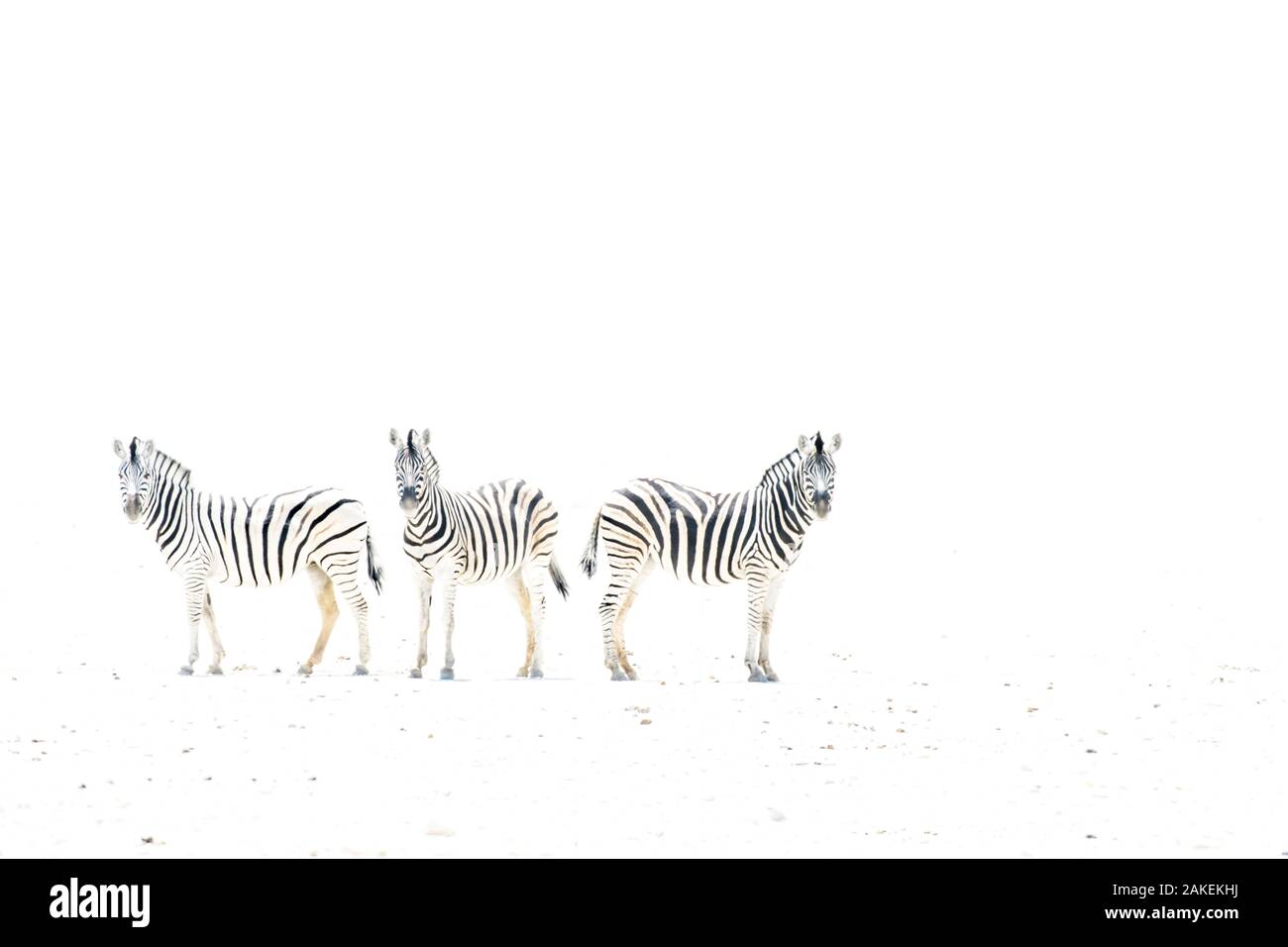 Ebenen Zebra (Equus burchelli) Drei auf getrocknete Schlamm Plains, Etosha National Park, Namibia Stockfoto
