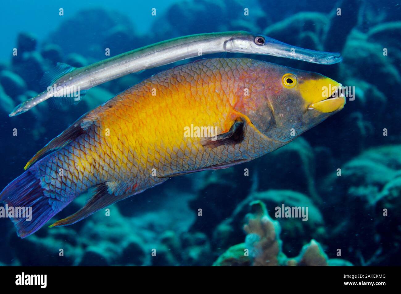 Trompetenfisch (Aulostomus maculatus) mit einem spanischen Hogfish (Bodianus rufus) als den sprechenden Pferd". Spanish Hogfish ist Essen ein Arm eines Seesterns. Bonaire, Leeward Antillen, Karibik Stockfoto