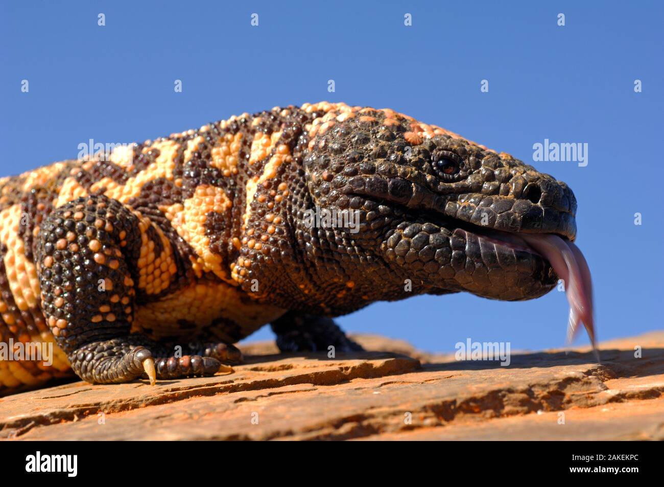 Gila monster (Heloderma suspectum) Arizona, USA. Gefangen. Stockfoto