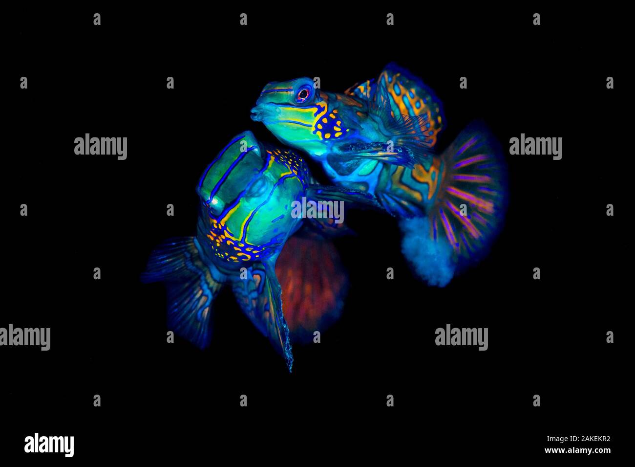 Mandarinfish (Synchiropus splendidus) Paar laichen. Die größeren männlichen (hinter) ist die Aufhebung des Weiblichen in der Laichzeit steigen auf seinem brustflosse, die kleineren weiblichen (Vordergrund) ist die Freigabe Eier, deutlich unter ihrem Körper sichtbar. Bitung, Nord Sulawesi, Indonesien. Lembeh Strait, Molukken Meer. Stockfoto