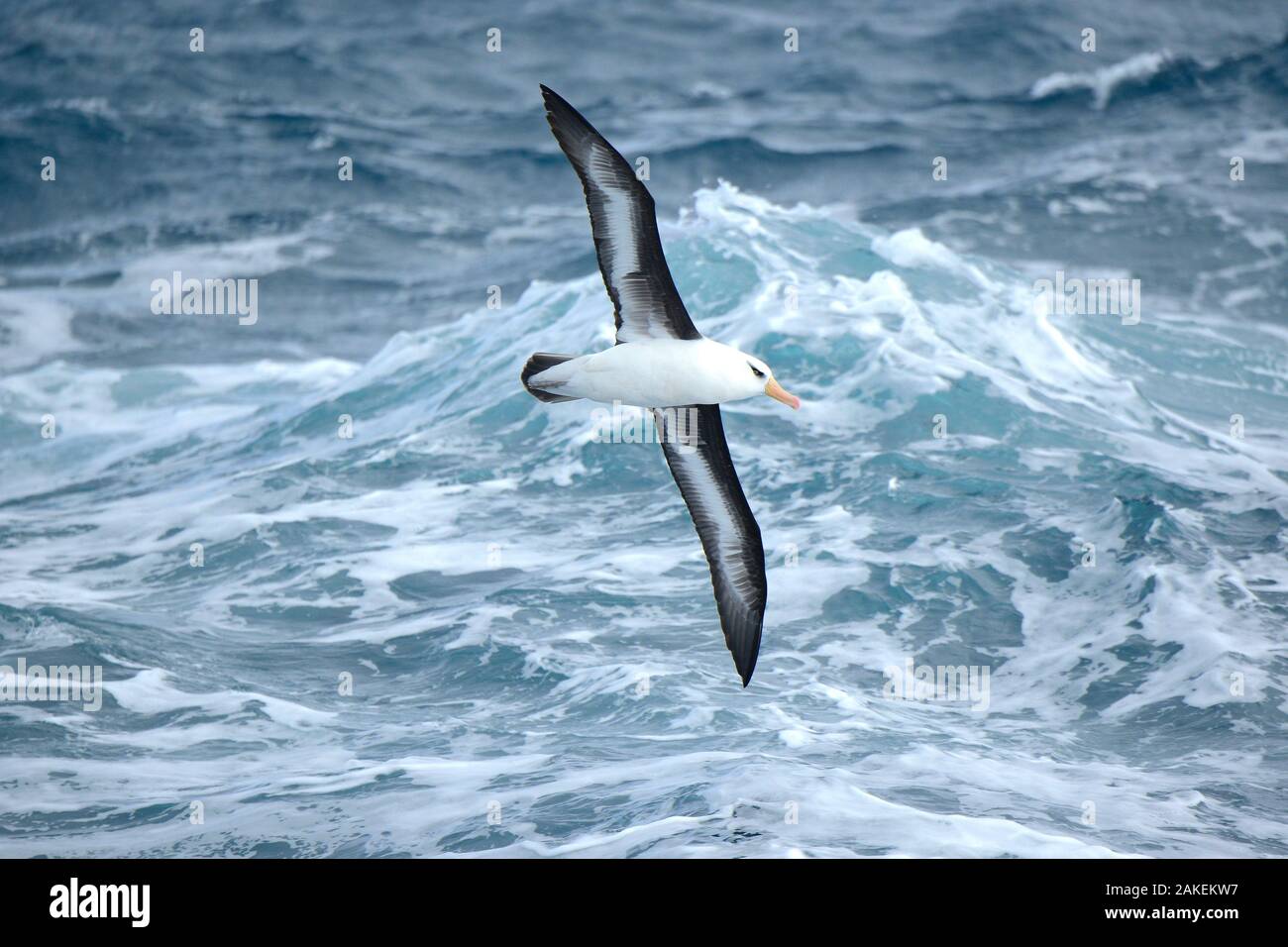 Campbell Albatross (Diomedea melanophrys impavida) über Meer südlich von Campbell Inseln. Subantarktische Neuseeland. Stockfoto