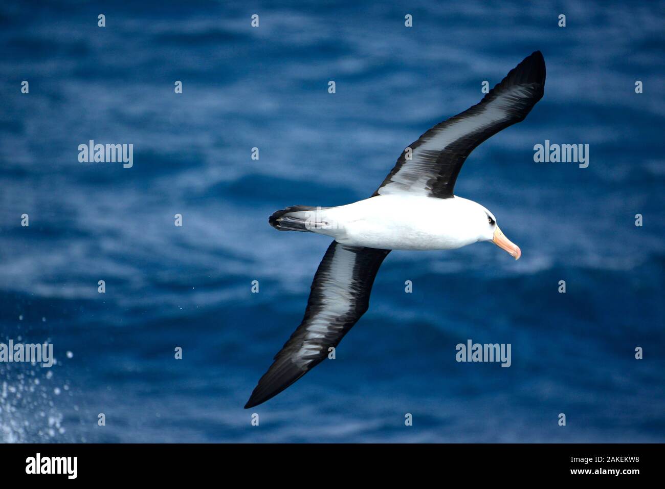 Campbell Albatross (Diomedea melanophrys impavida) über Meer südlich von Campbell Inseln. Subantarktische Neuseeland. Stockfoto