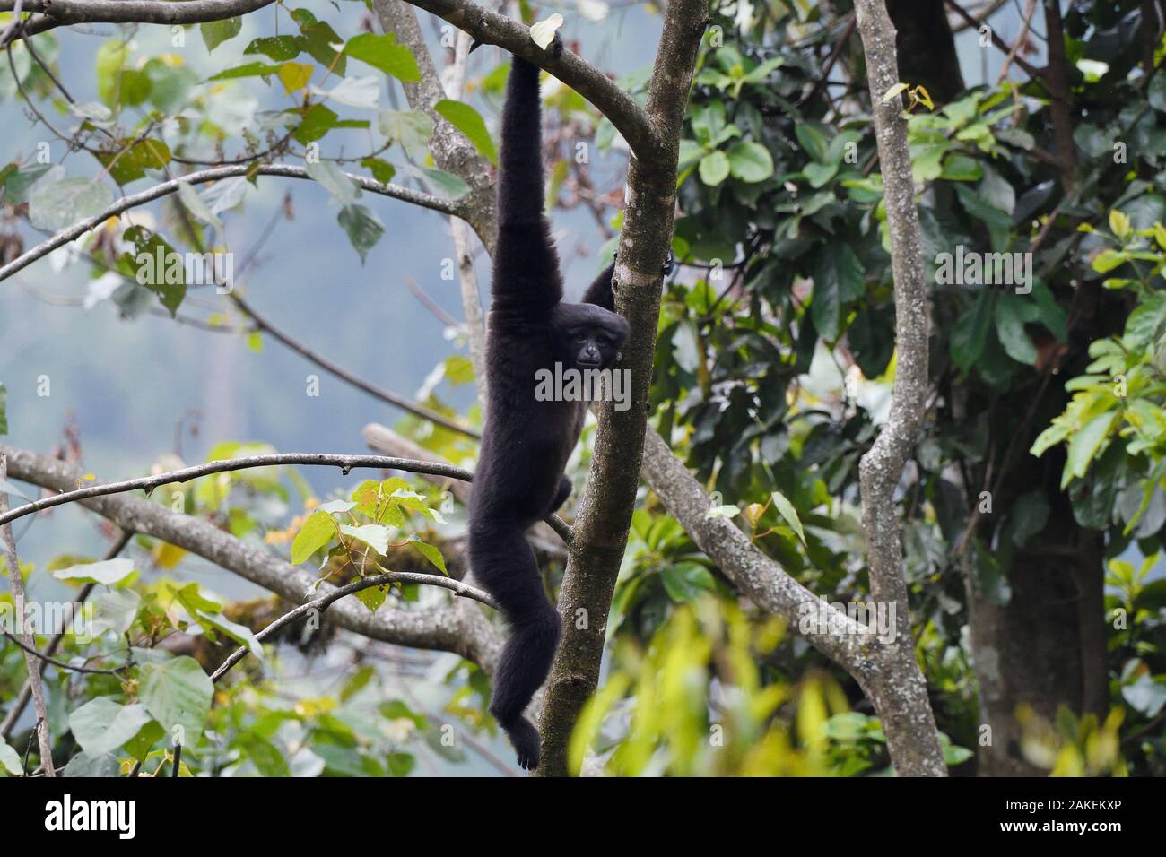 Skywalker (Hoolock gibbon Affe tianxing) hängen vom Baum, Tongbiguan Nature Reserve, dehong Präfektur, Provinz Yunnan, China, Mai. Stockfoto