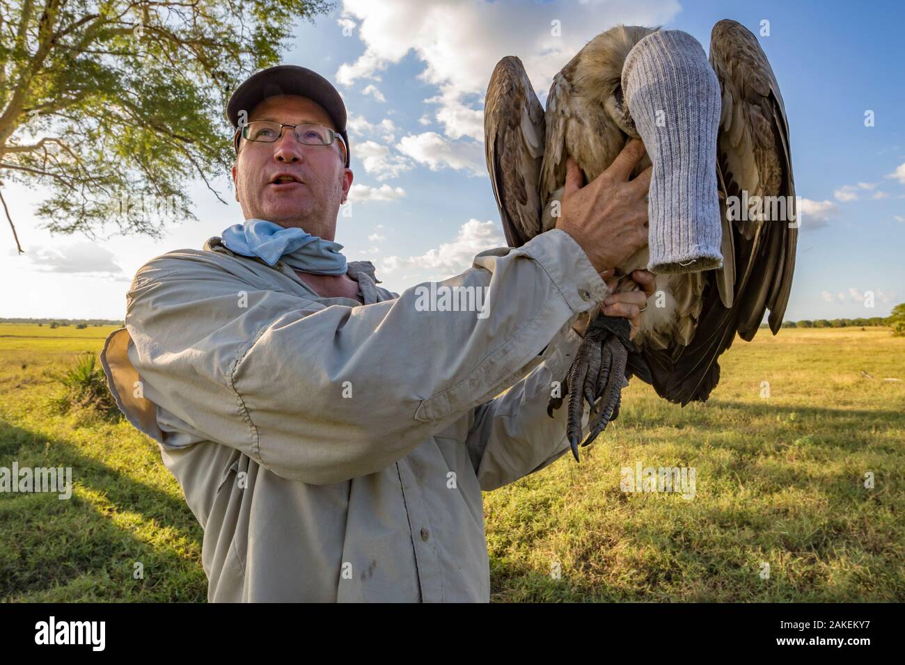 Wissenschaftler Dr. Greg Kaltenecker Holding a White-backed Vulture (Tylose in Africanus) gefangen GPS-Sender zu befestigen, gorongosa National Park, Mosambik. Die Forscher setzen vorübergehend einen Strumpf über den Kopf es zu beruhigen, während Sie Messungen vornehmen und einen GPS-Sender anschließen. Diese und andere Greifvögel werden in den Park studierte Managern dabei zu helfen, Entscheidungen über ihre Erhaltung. Stockfoto