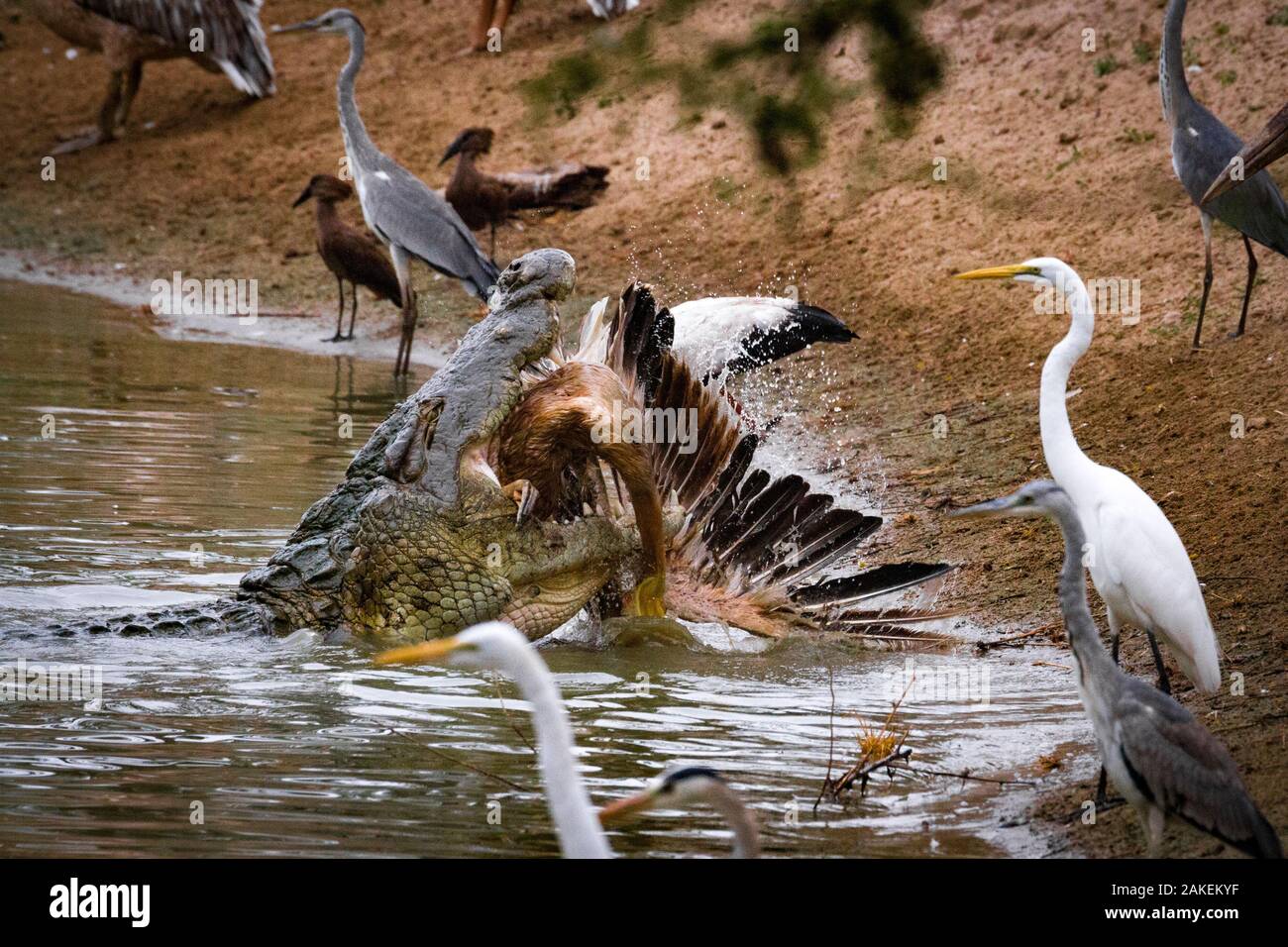 Nilkrokodil (Crocodylus niloticus) mit Great White Pelican (Pelecanus onocrotalus) Beute. Andere Vögel beobachten Sie vom Ufer aus, einschließlich großer Reiher (Ardea alba) Graureiher (Ardea cinerea) und hamerkops (Scopus umbretta). Msicadzi Fluss, gorongosa National Park, Mosambik während der trockenen Jahreszeit viele Wasserquellen versiegen, Trapping Fische in kleineren Bereichen. Viele Vögel und Krokodile sammeln auf dieser reichlich Nahrung zu füttern. Doch die Krokodile werden auch Jagd auf die Vögel, wenn sie können. Stockfoto