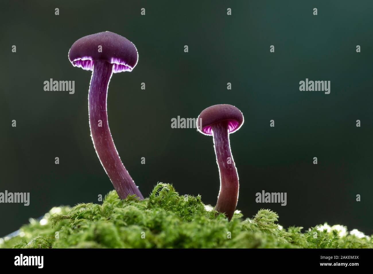 Amethyst deceiver (Laccaria amethystina), New Forest National Park, Hampshire, England, UK. November. Stockfoto