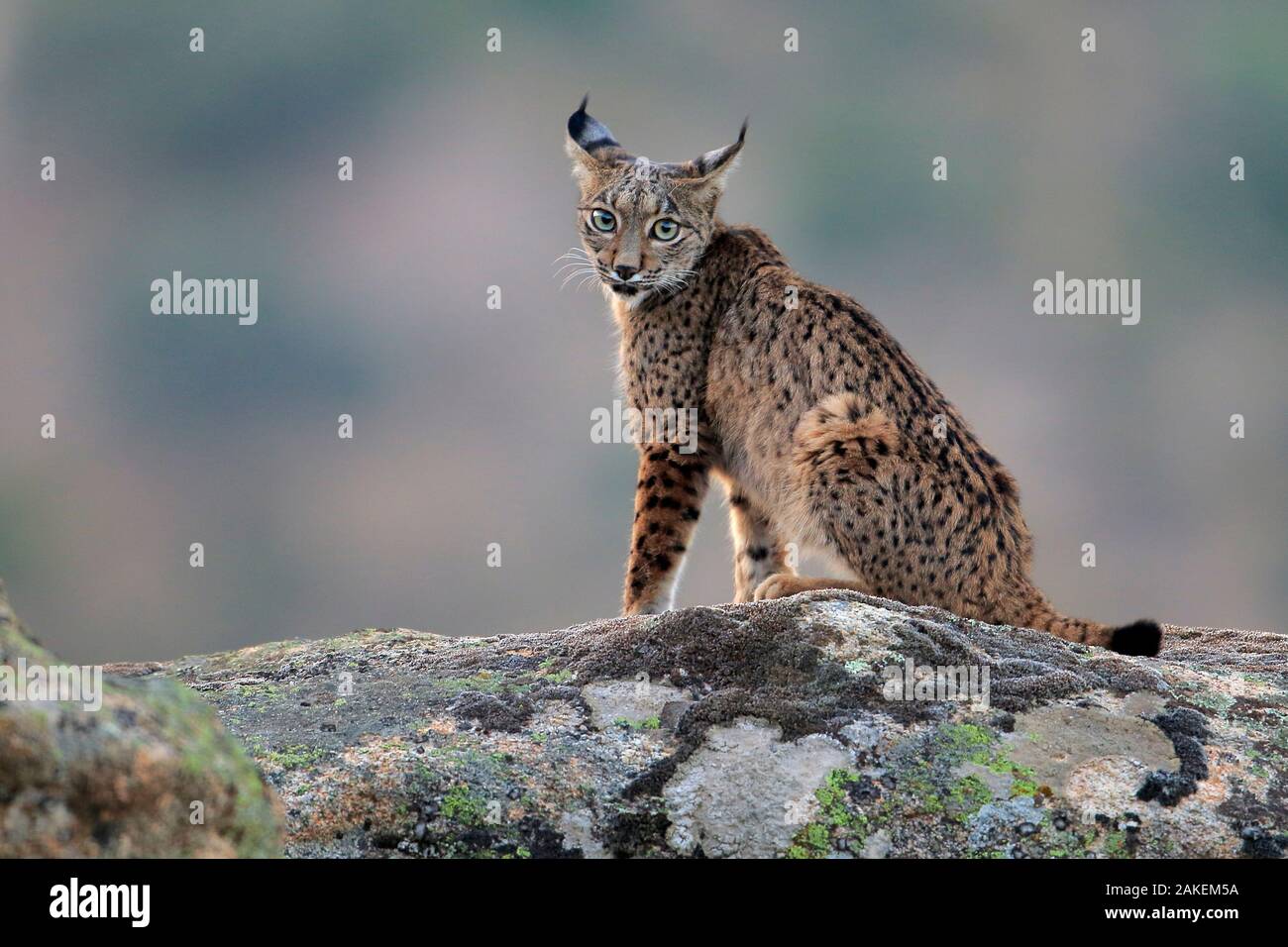 Iberische Luchs (Lynx pardinus), Sierra de Andujar Naturpark, Jaen, Spanien, September. Stockfoto