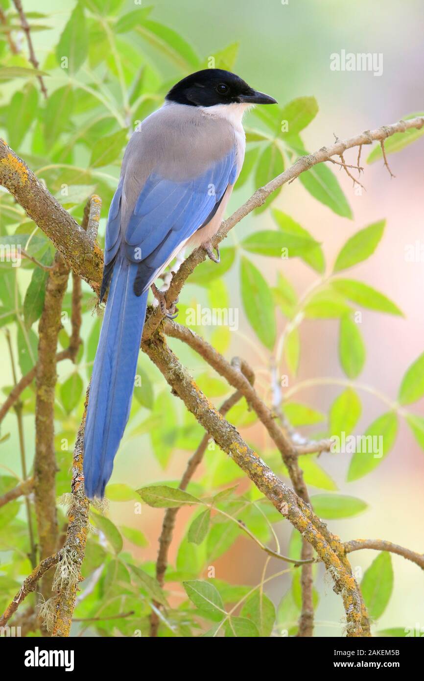 Iberischen magpie (Cyanopica cooki), Sierra de Andujar Naturpark, Jaen, Spanien, September. Stockfoto