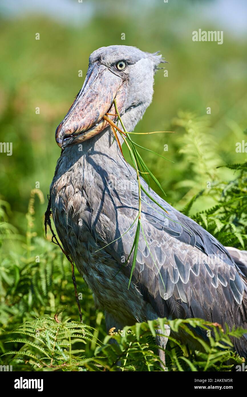 Schuhschnabel Stork (Balaeniceps Rex) nach dem Essen eine Gefleckte afrikanischen Lungenfisch in den Sümpfen von Mabamba, Lake Victoria, Uganda. Stockfoto