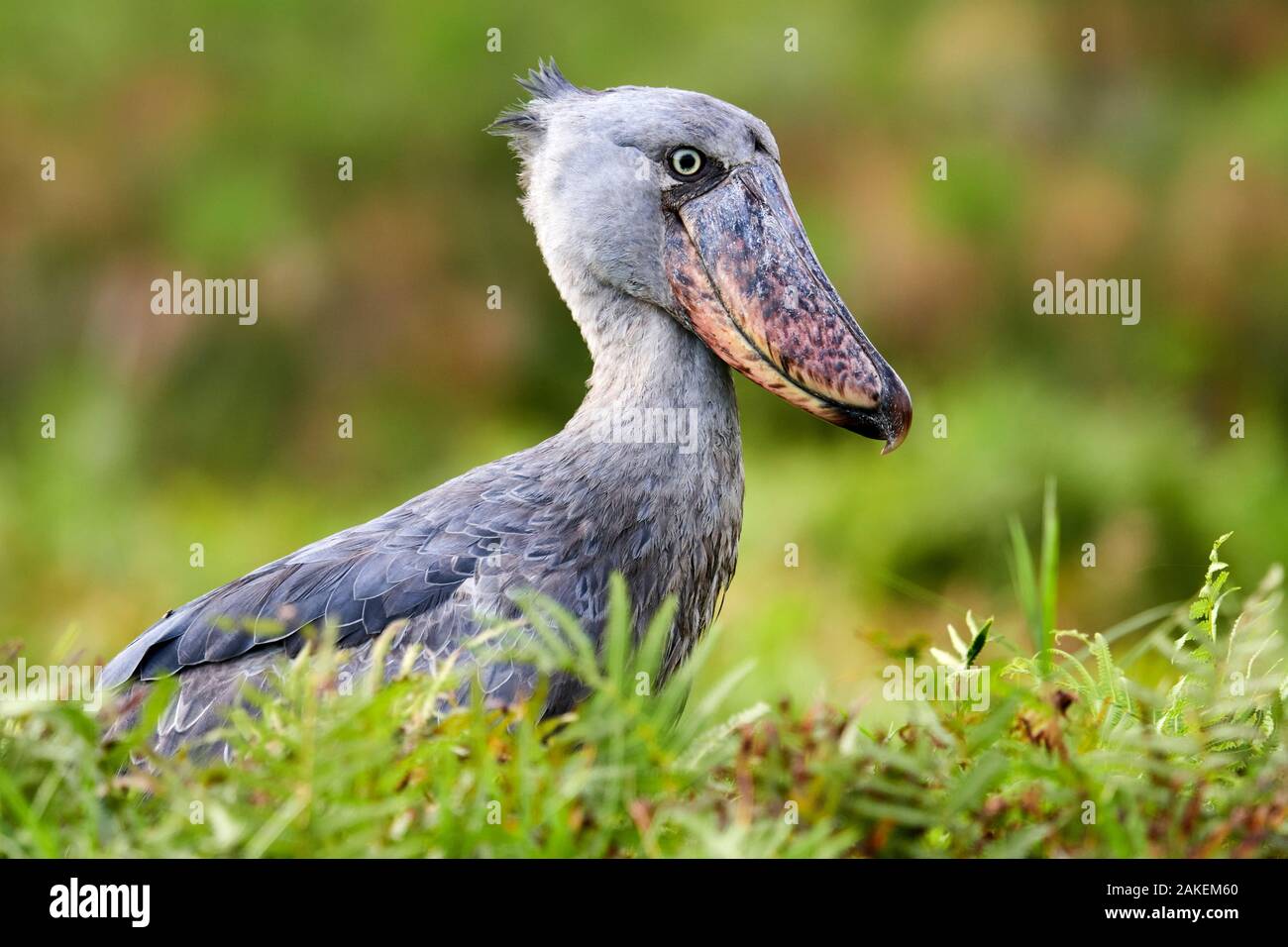 Schuhschnabel (Balaeniceps Rex) Portrait. Sümpfe Mabamba, Lake Victoria, Uganda. Stockfoto