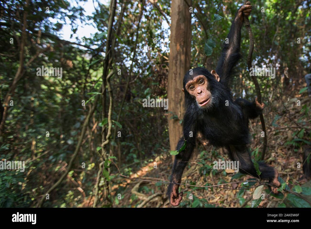 Östliche Schimpanse (Pan troglodytes) schweinfurtheii Kind männlich ' 50' bis zum Alter von 3 Jahren von einer Liane schwingen. Gombe Nationalpark, Tansania. September 2013. Stockfoto