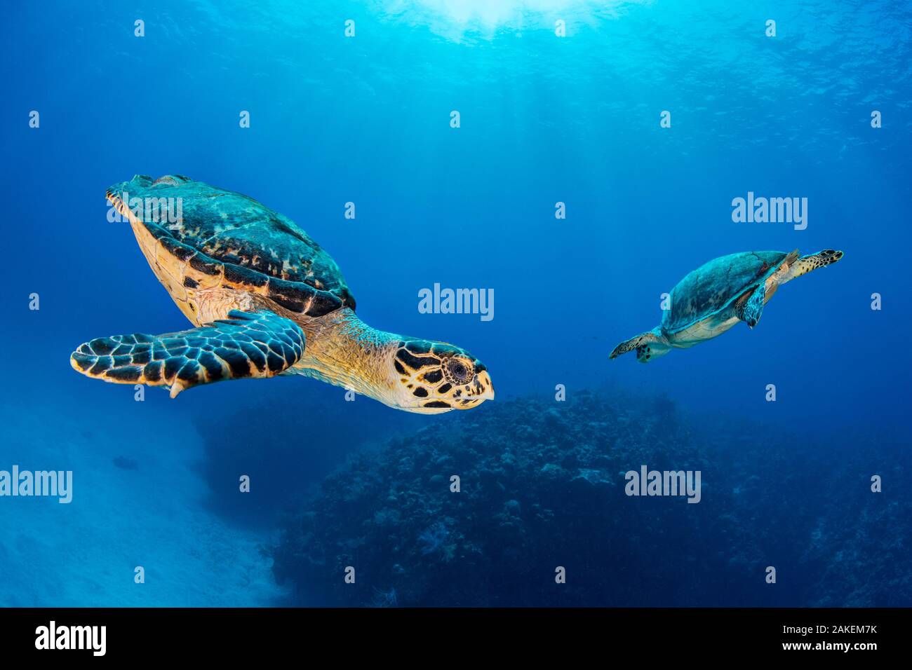 Karettschildkröte (Eretmochelys imbricata) Paar umkreisen einander über Korallenriff. Seven Mile Beach, Grand Cayman, Cayman Islands, British West Indies. Karibische Meer. Stockfoto