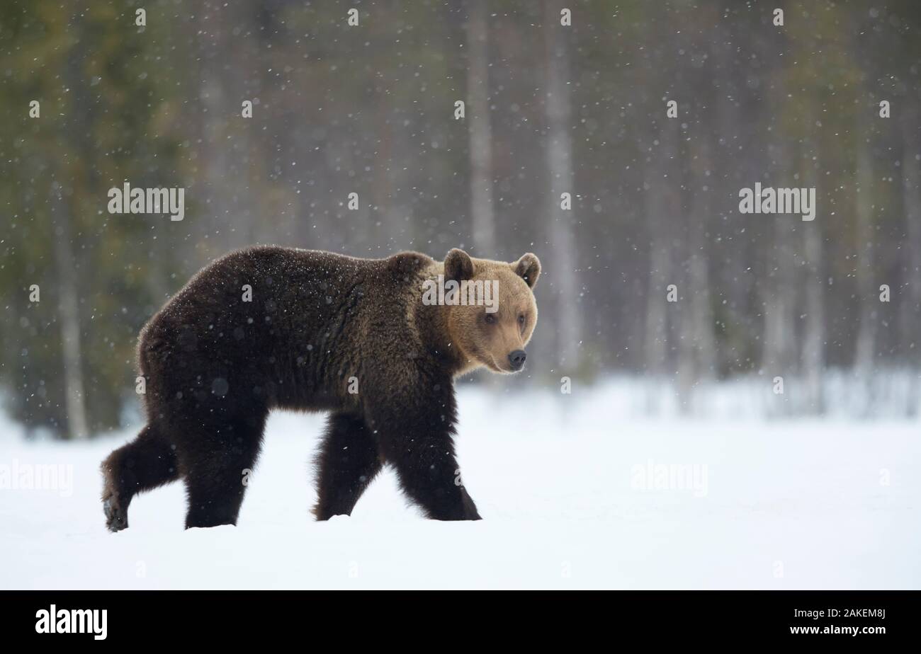 Braunbär (Ursus arctos) in den Schnee, Finnland, April Stockfoto