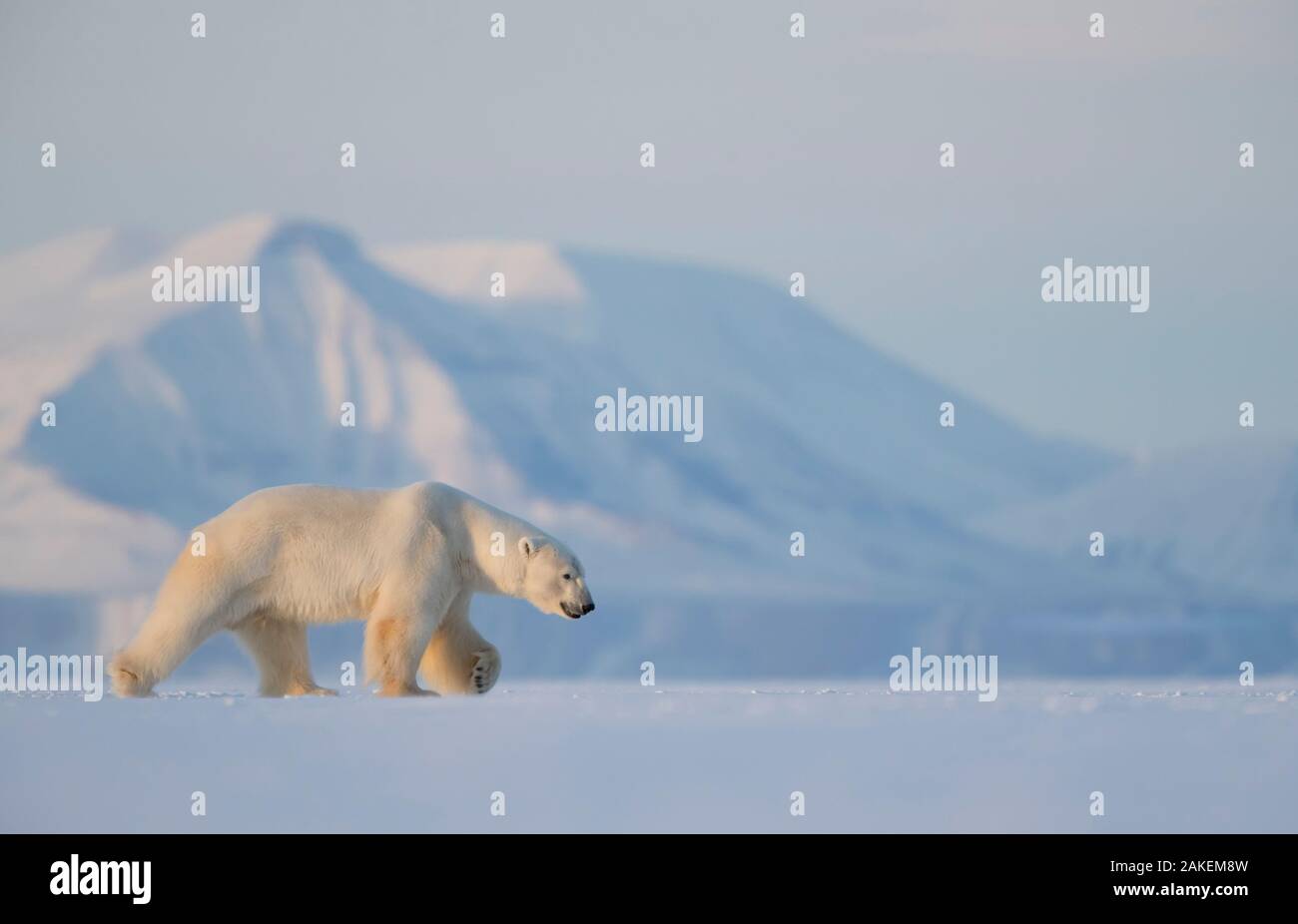 Eisbär (Ursus maritimus) Wandern im Schnee, Svalbard, Norwegen, April Stockfoto