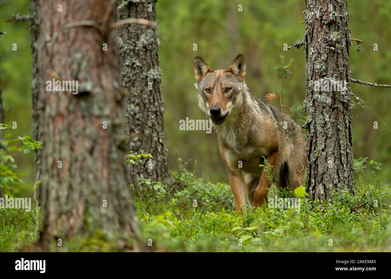 Wolf portrait (Canis lupus) in einem Wald, Finnland, Juli Stockfoto